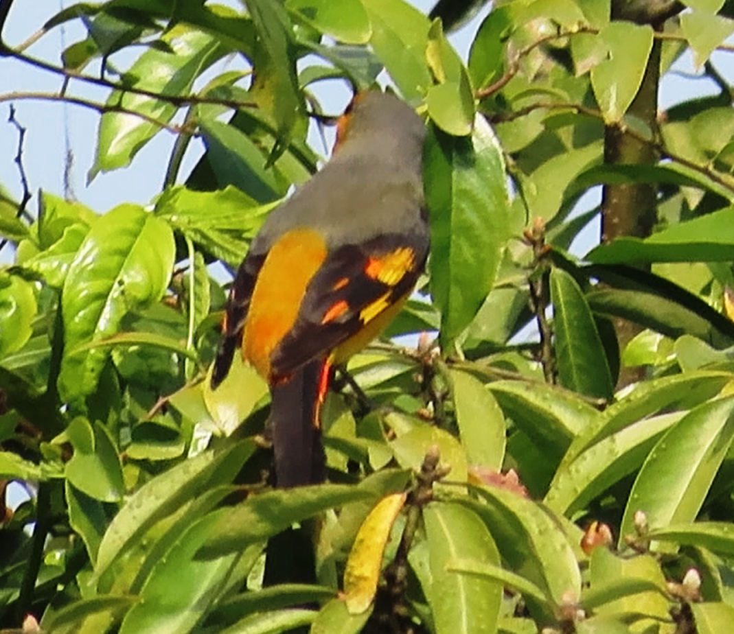 Scarlet Minivet - ML614972214