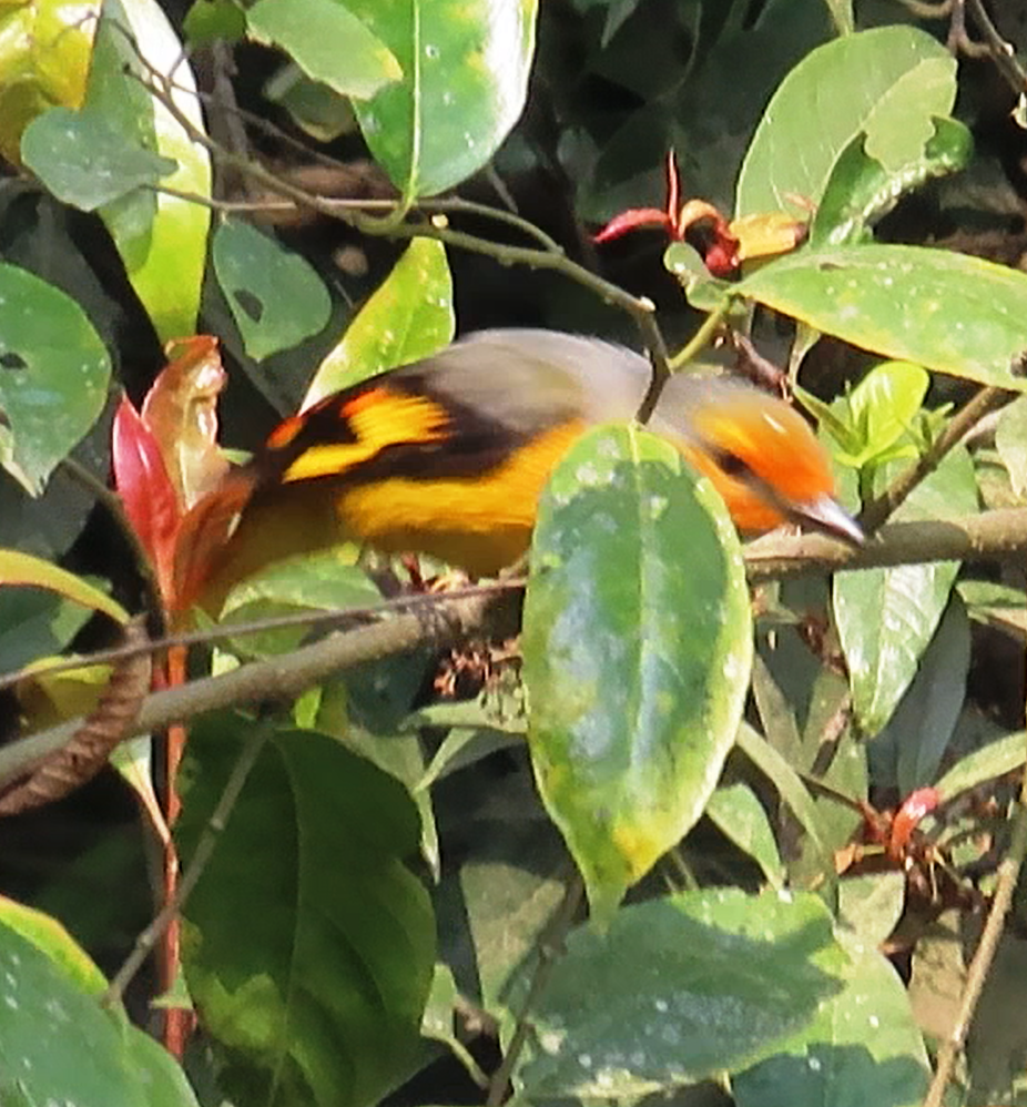 Scarlet Minivet - ML614972215