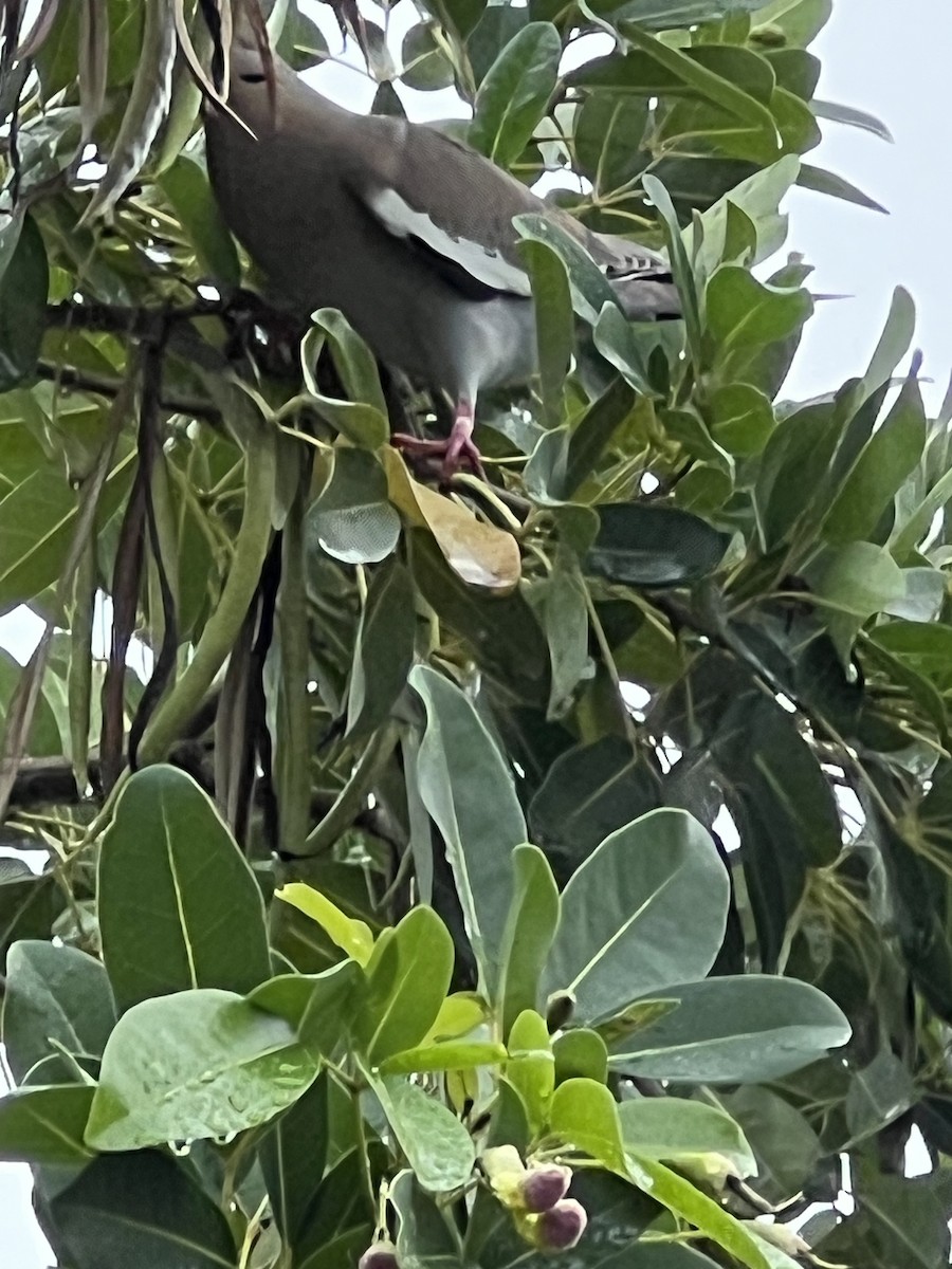 White-winged Dove - David Turner