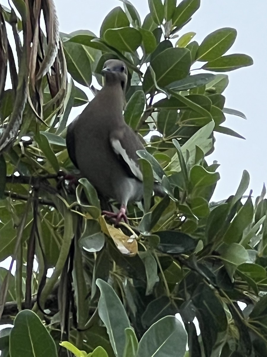 White-winged Dove - David Turner