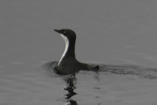 Scripps's Murrelet - ML614972224