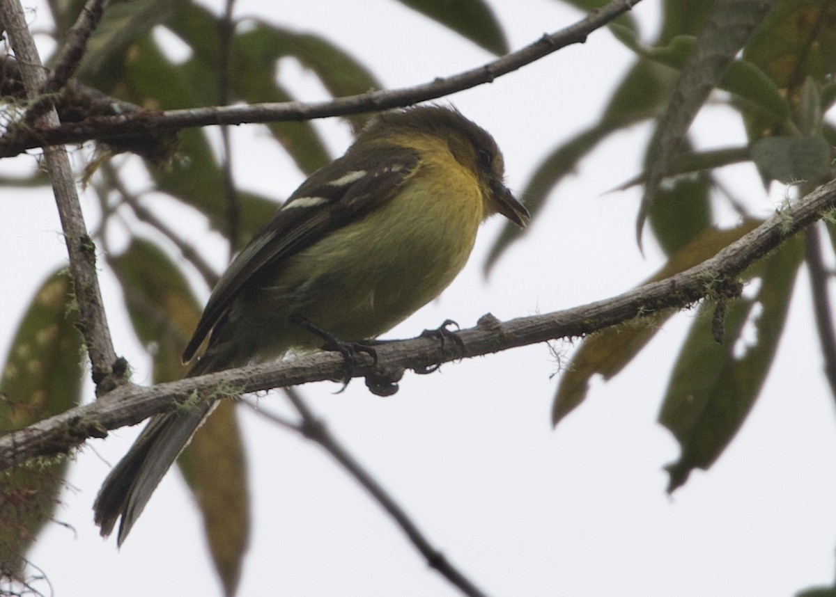 Ochraceous-breasted Flycatcher - ML614972228