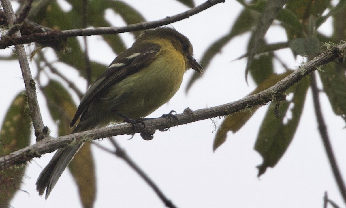 Ochraceous-breasted Flycatcher - ML614972229