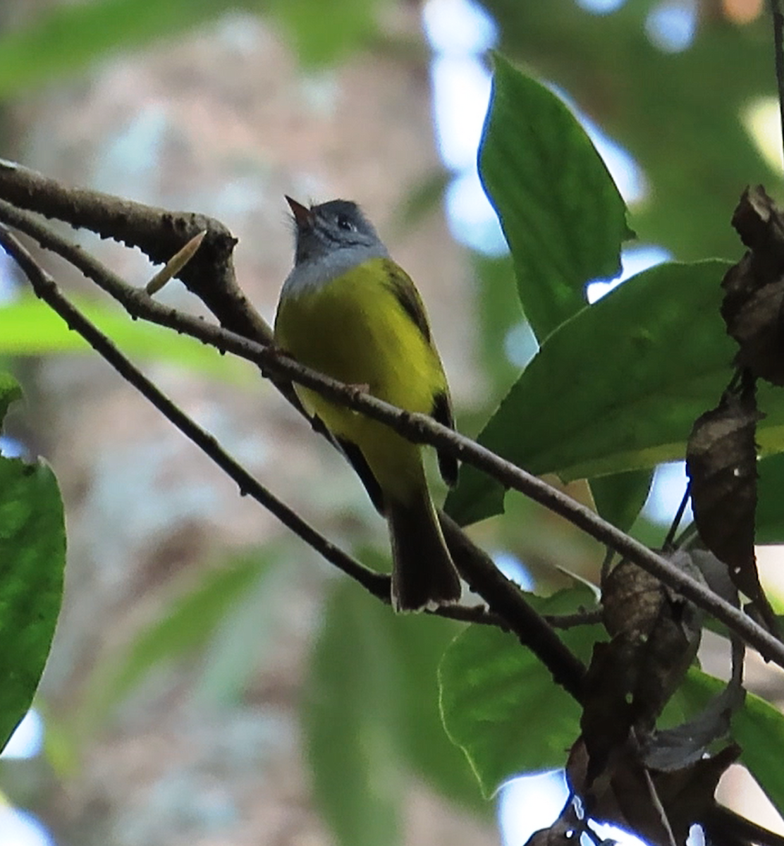 Gray-headed Canary-Flycatcher - ML614972236