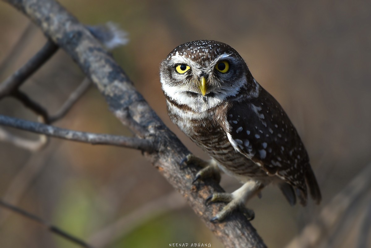 Spotted Owlet - Neenad Abhang