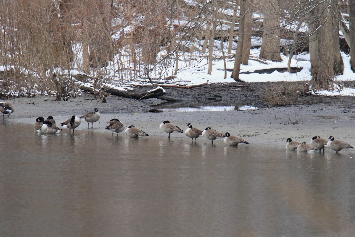 Canada Goose - ML614972243