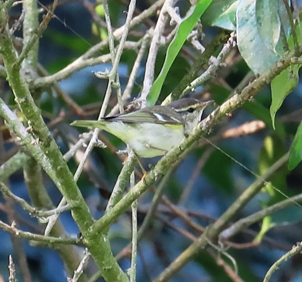 Yellow-browed Warbler - ML614972296