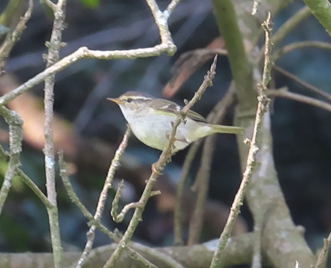 Yellow-browed Warbler - ML614972297