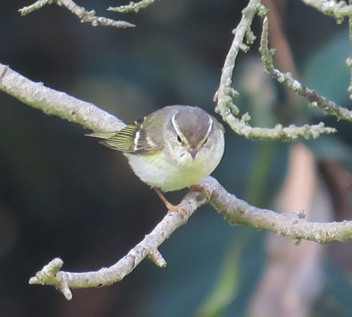 Yellow-browed Warbler - ML614972298