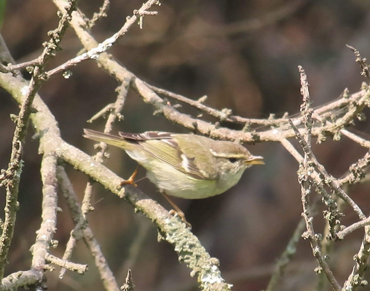 Yellow-browed Warbler - ML614972300