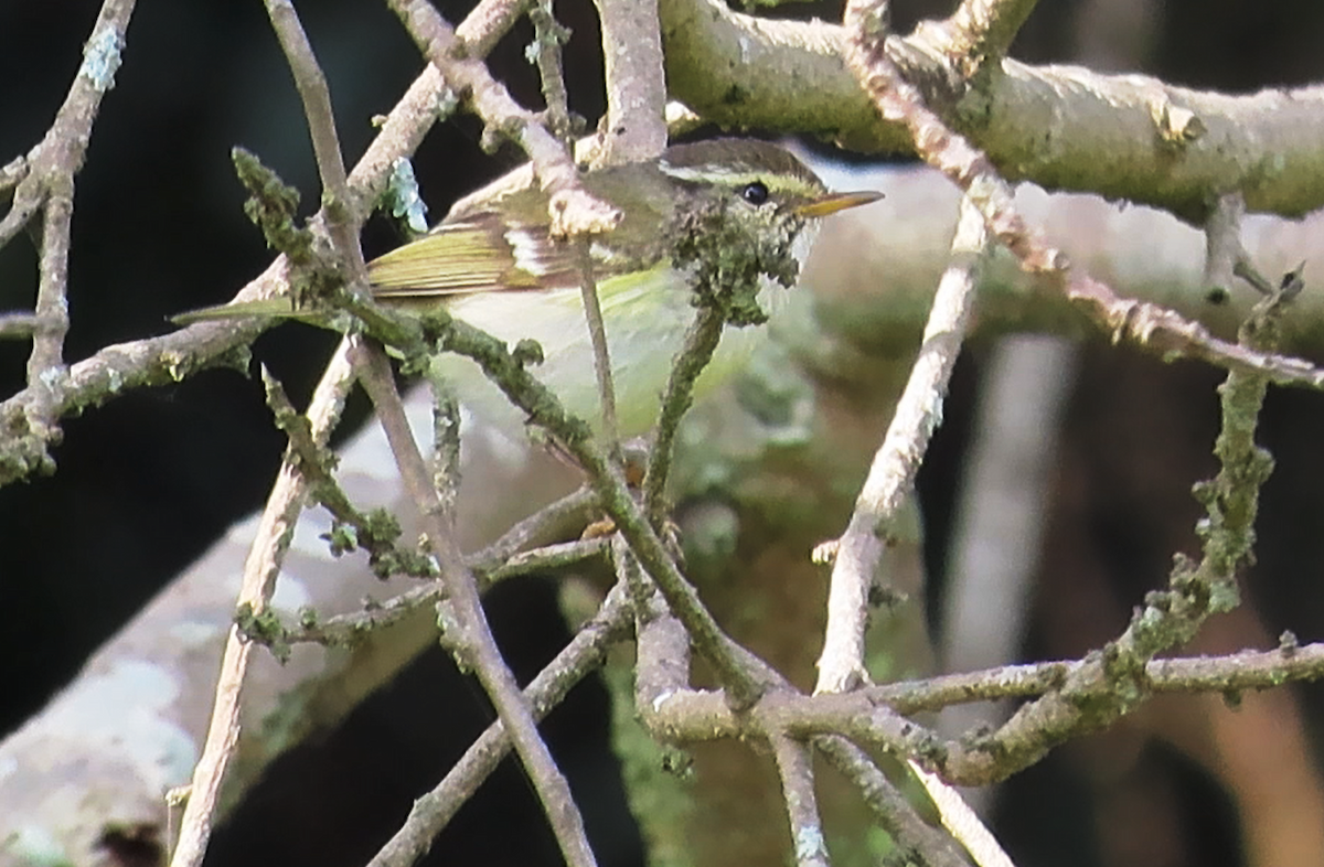 Yellow-browed Warbler - ML614972302