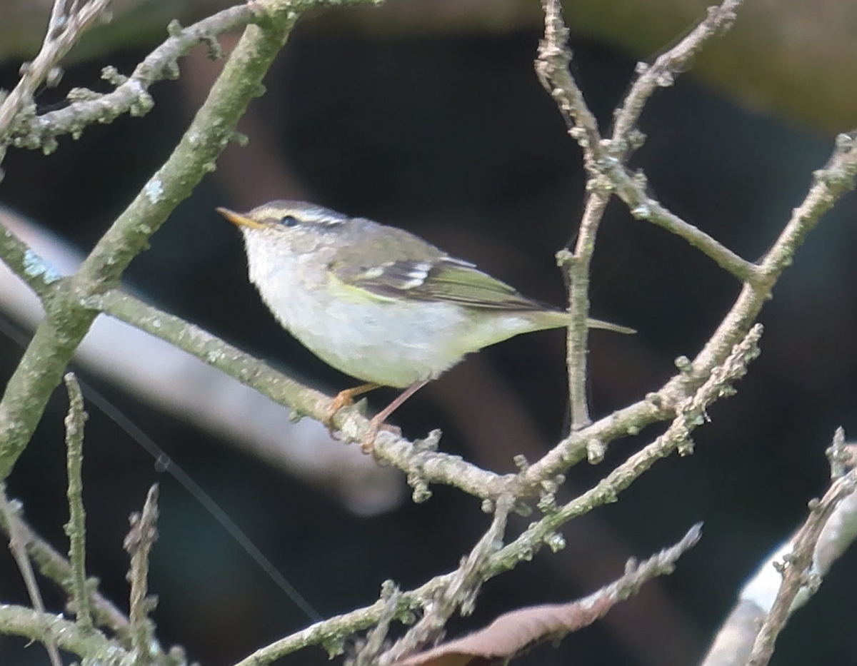 Yellow-browed Warbler - ML614972303