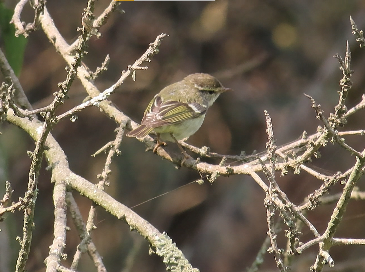 Yellow-browed Warbler - ML614972305