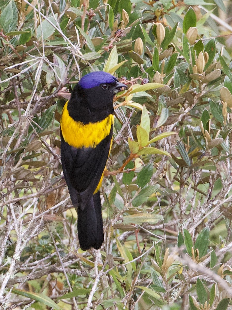 Golden-backed Mountain Tanager - RJ Baltierra