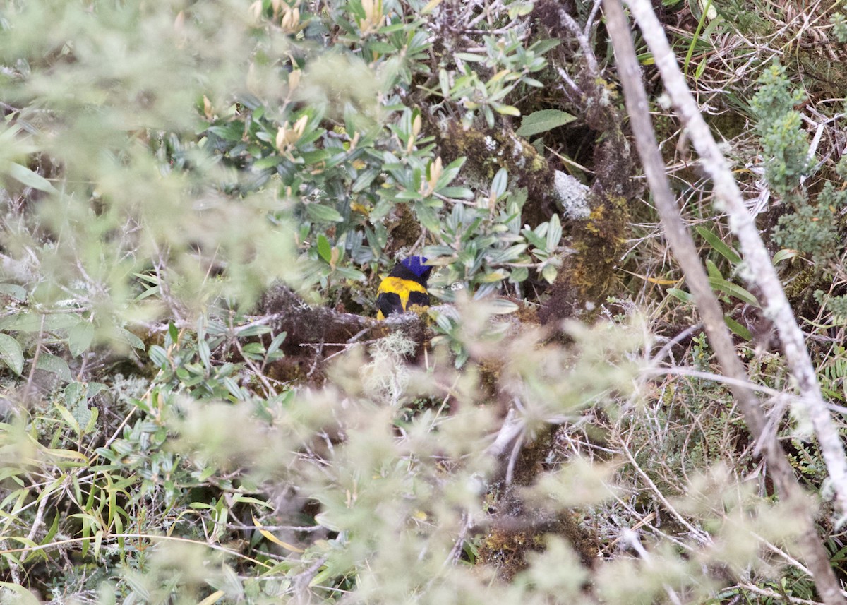 Golden-backed Mountain Tanager - RJ Baltierra