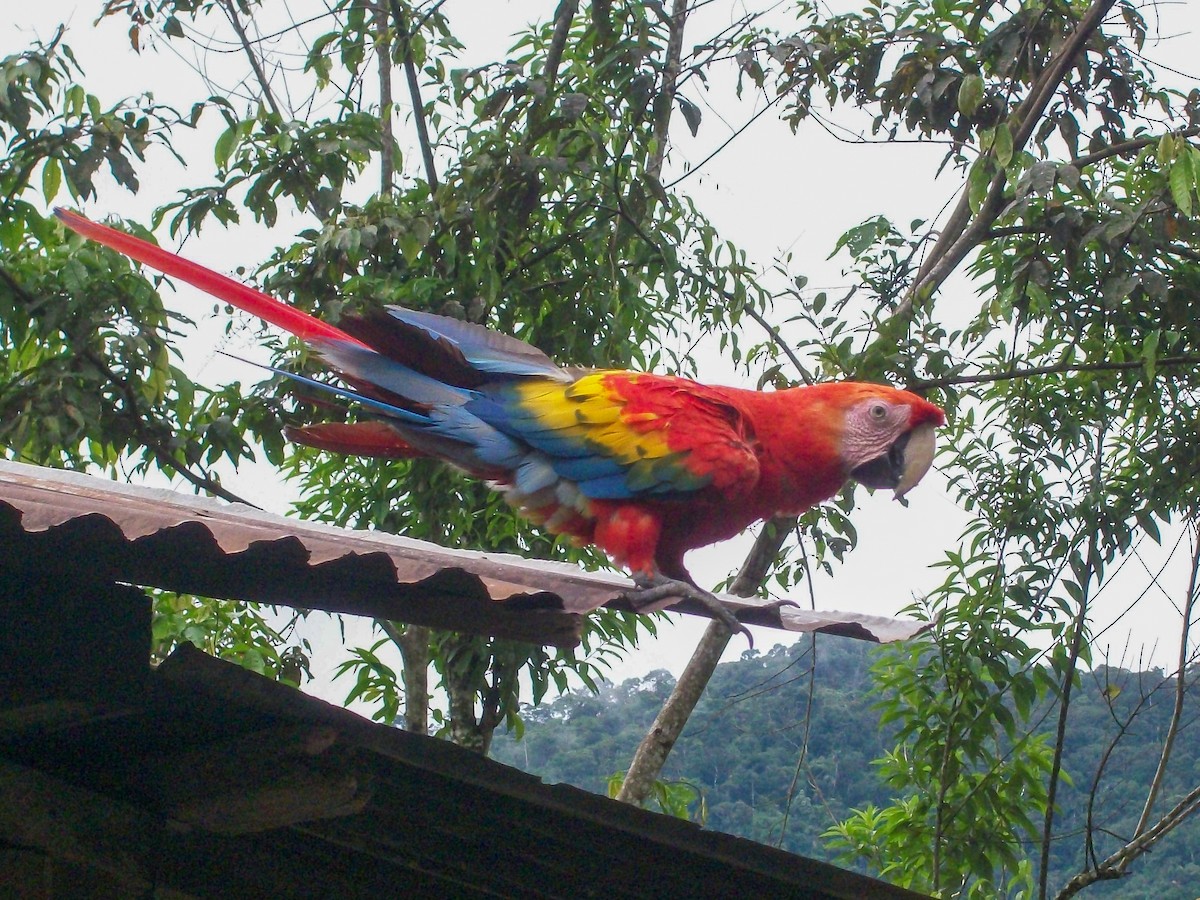Scarlet Macaw - ML614972334