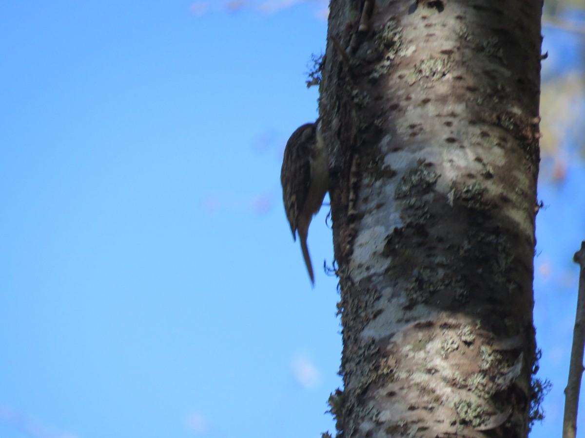 Brown Creeper - ML614972345