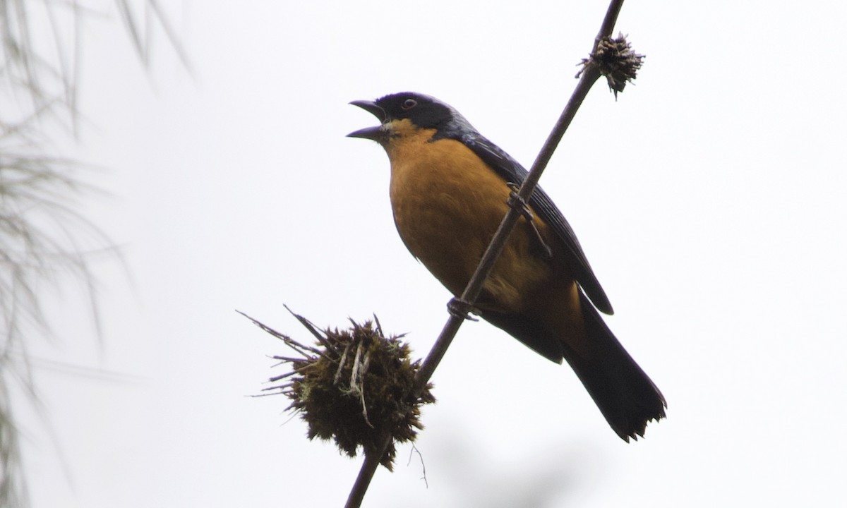 Chestnut-bellied Mountain Tanager - ML614972358