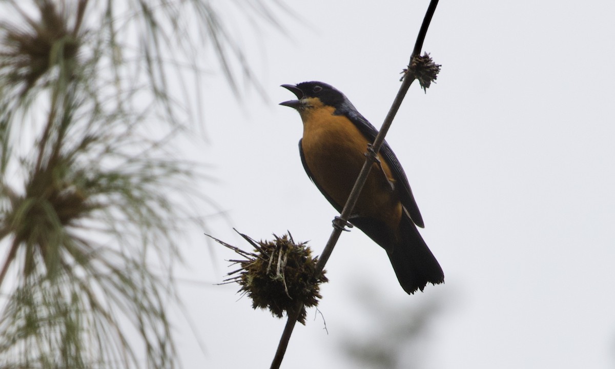 Chestnut-bellied Mountain Tanager - ML614972359