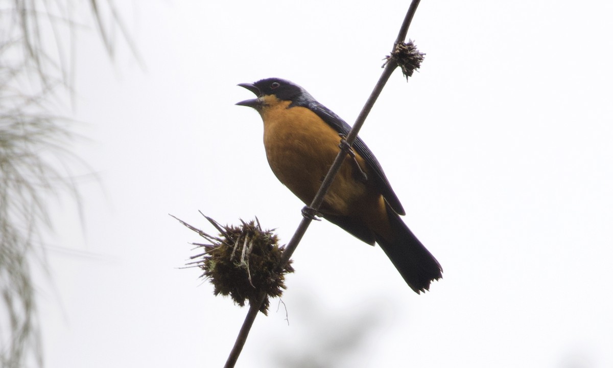 Chestnut-bellied Mountain Tanager - ML614972361