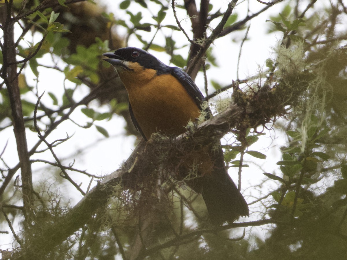 Chestnut-bellied Mountain Tanager - ML614972364