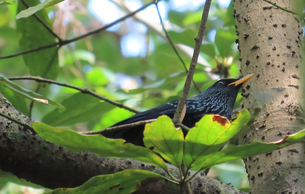 Blue Whistling-Thrush - ML614972367