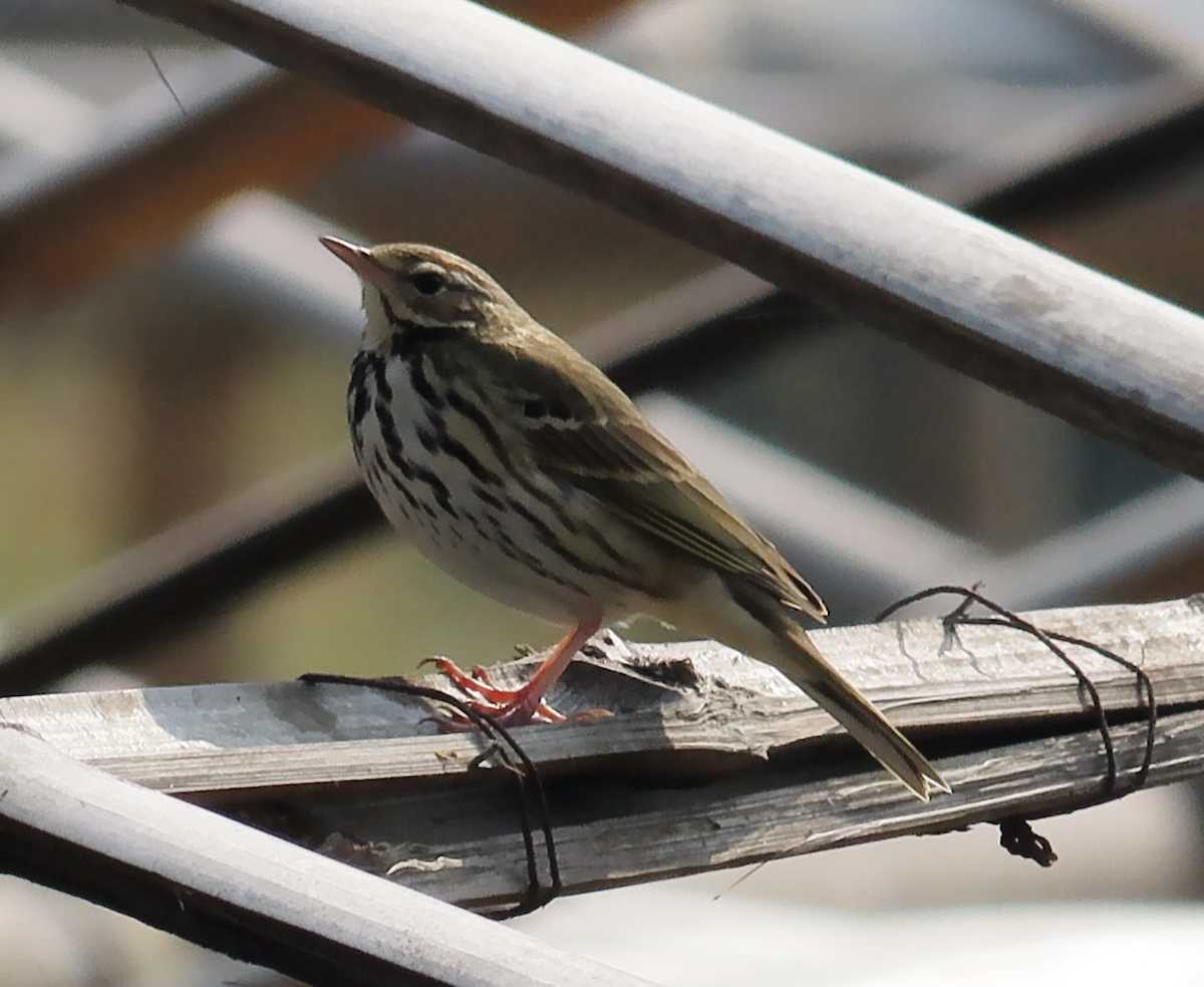 Pipit à dos olive - ML614972372