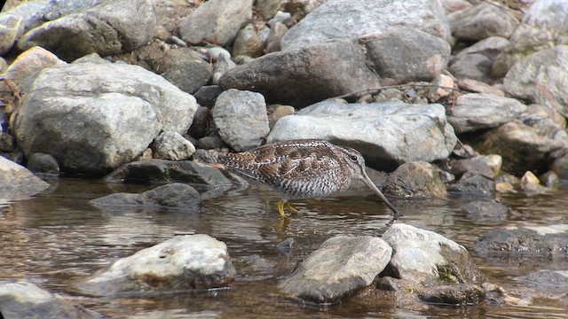 Solitary Snipe - ML614972388