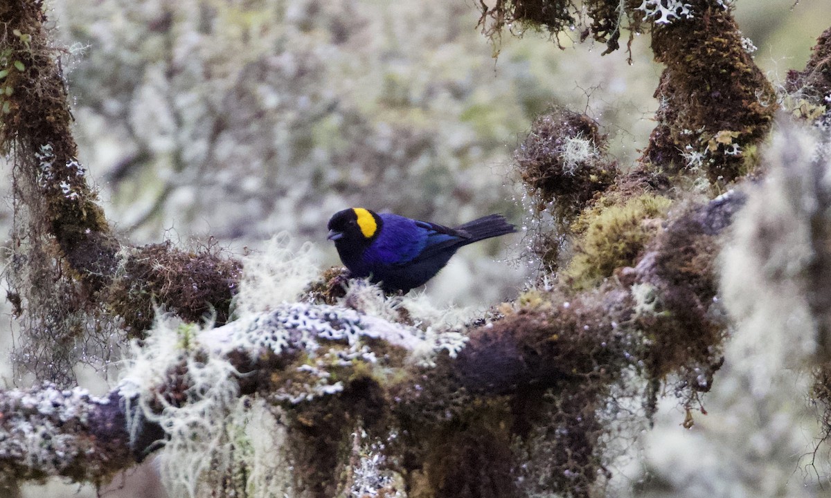 Yellow-scarfed Tanager - ML614972411