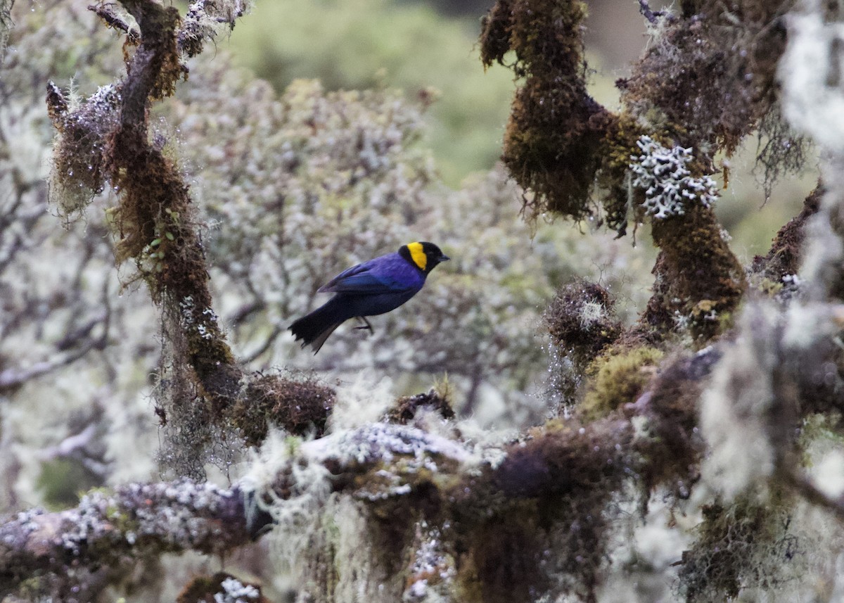 Yellow-scarfed Tanager - ML614972414