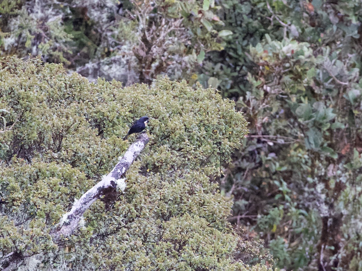 Moustached Flowerpiercer (pectoralis) - ML614972437