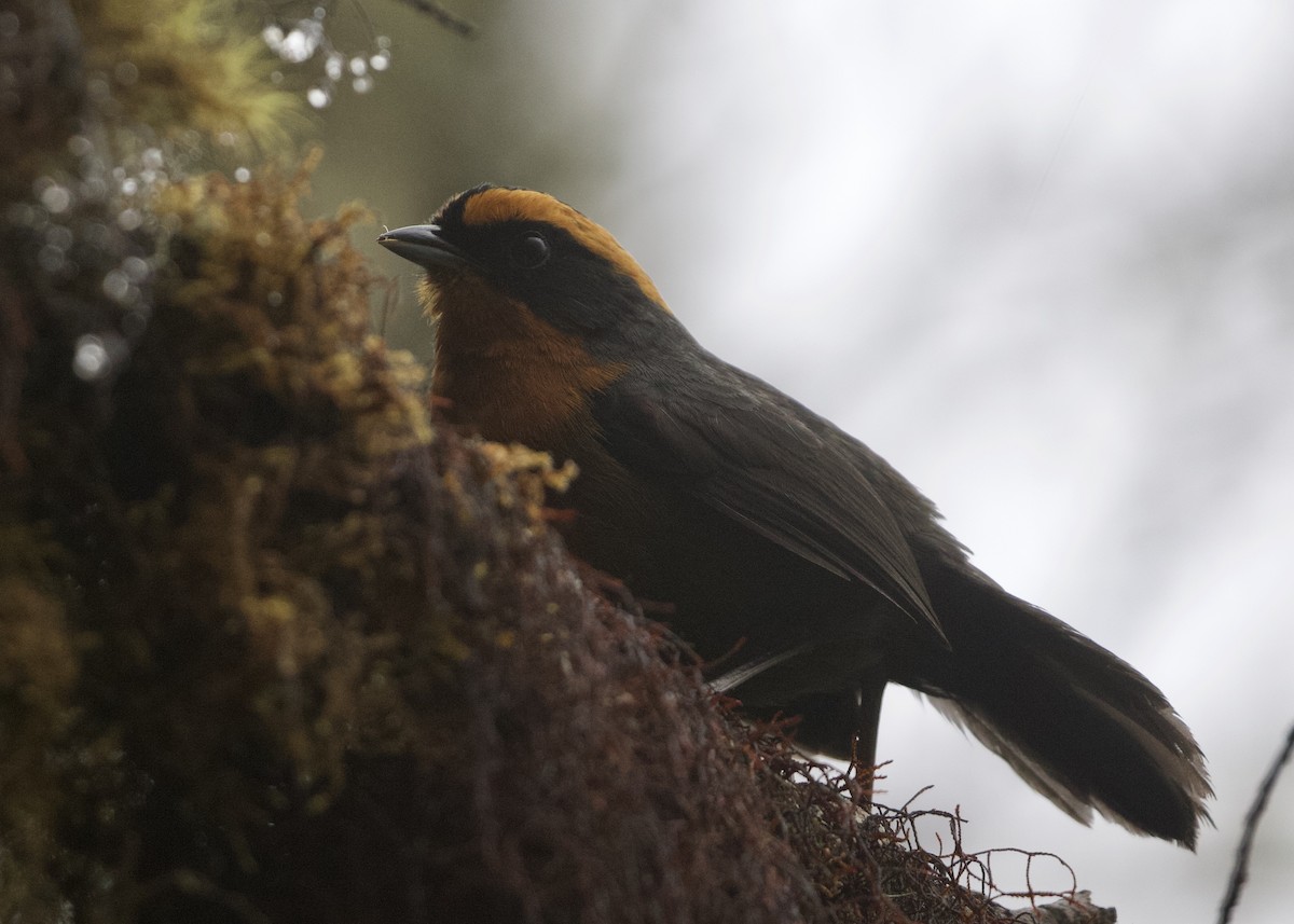 Rufous-browed Hemispingus - RJ Baltierra