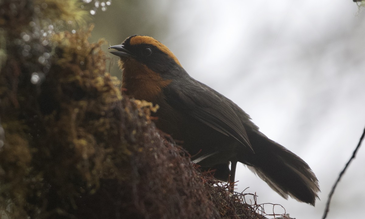 Rufous-browed Hemispingus - RJ Baltierra