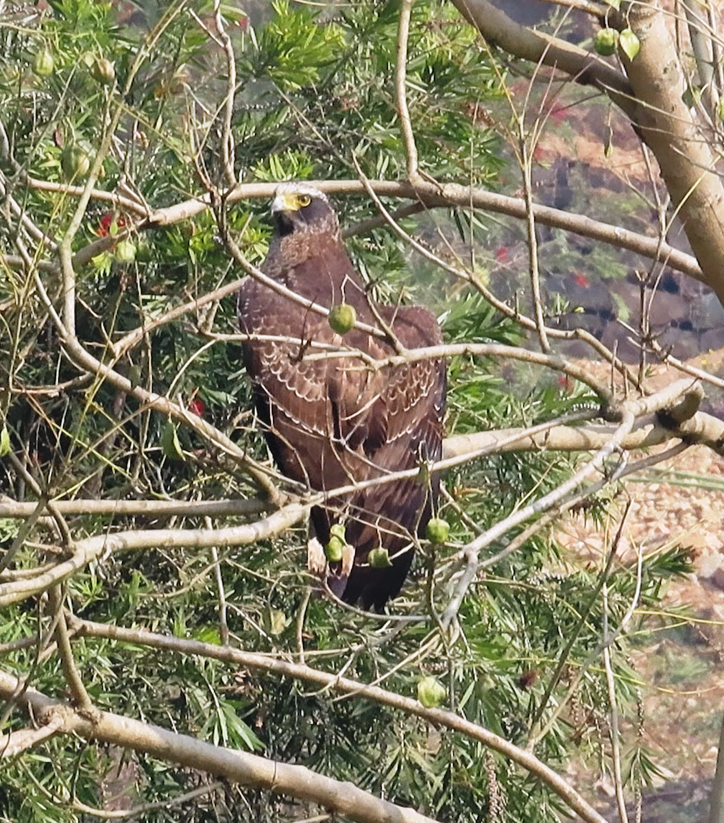 Crested Serpent-Eagle - ML614972452