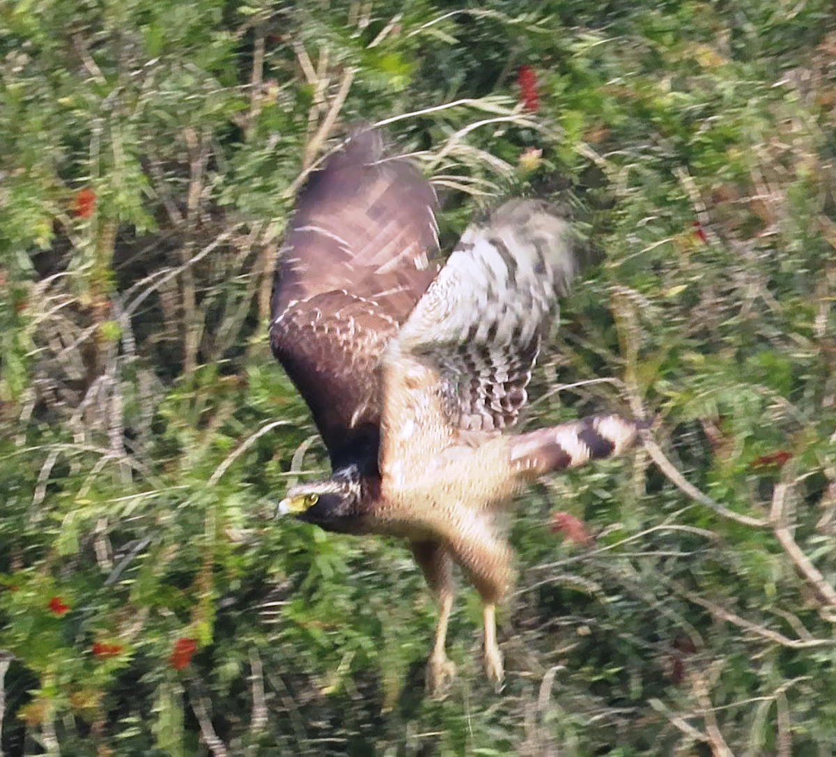 Crested Serpent-Eagle - Arend van Riessen