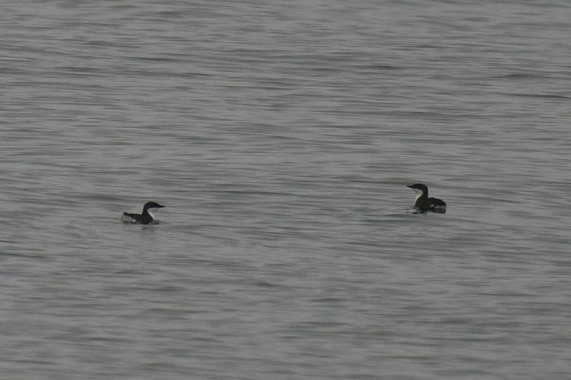 Scripps's Murrelet - ML614972480