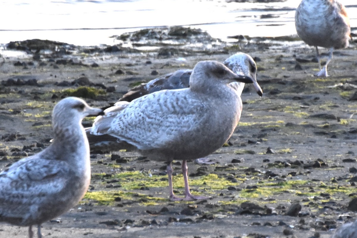 Gaviota Groenlandesa - ML614972485