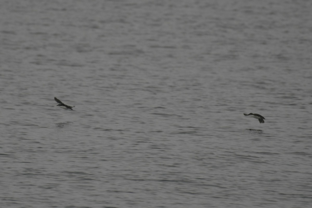 Scripps's Murrelet - ML614972486