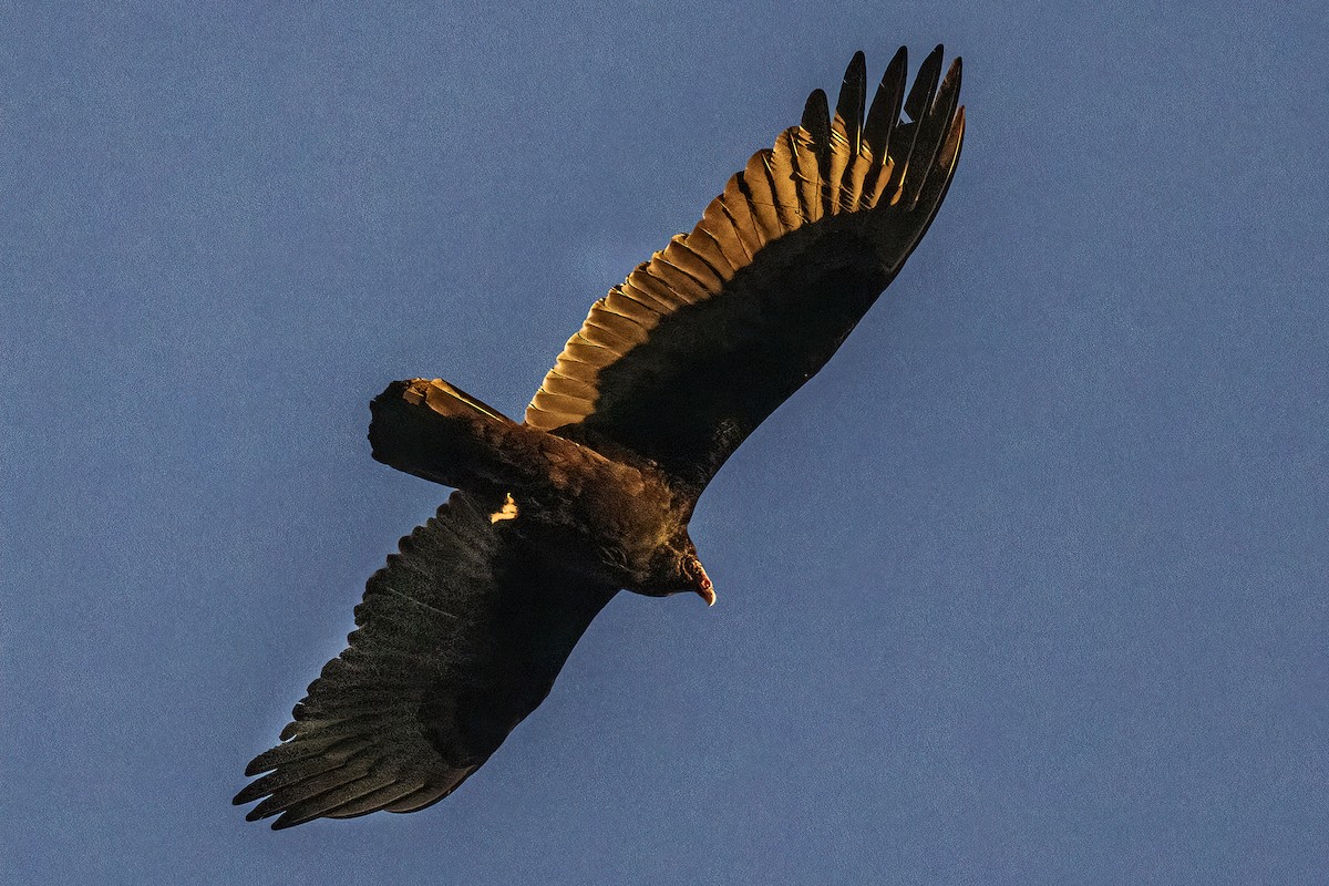 Turkey Vulture - Bob Church