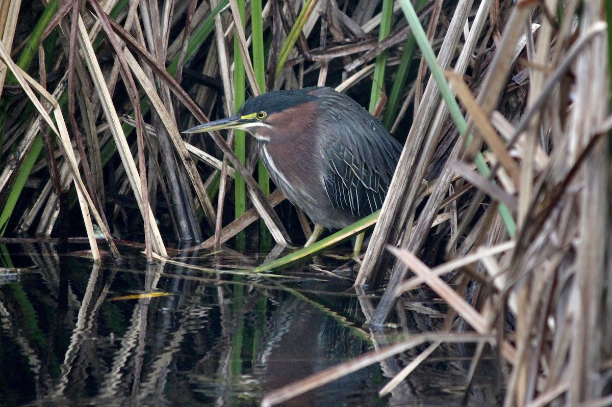 Green Heron - ML614972564