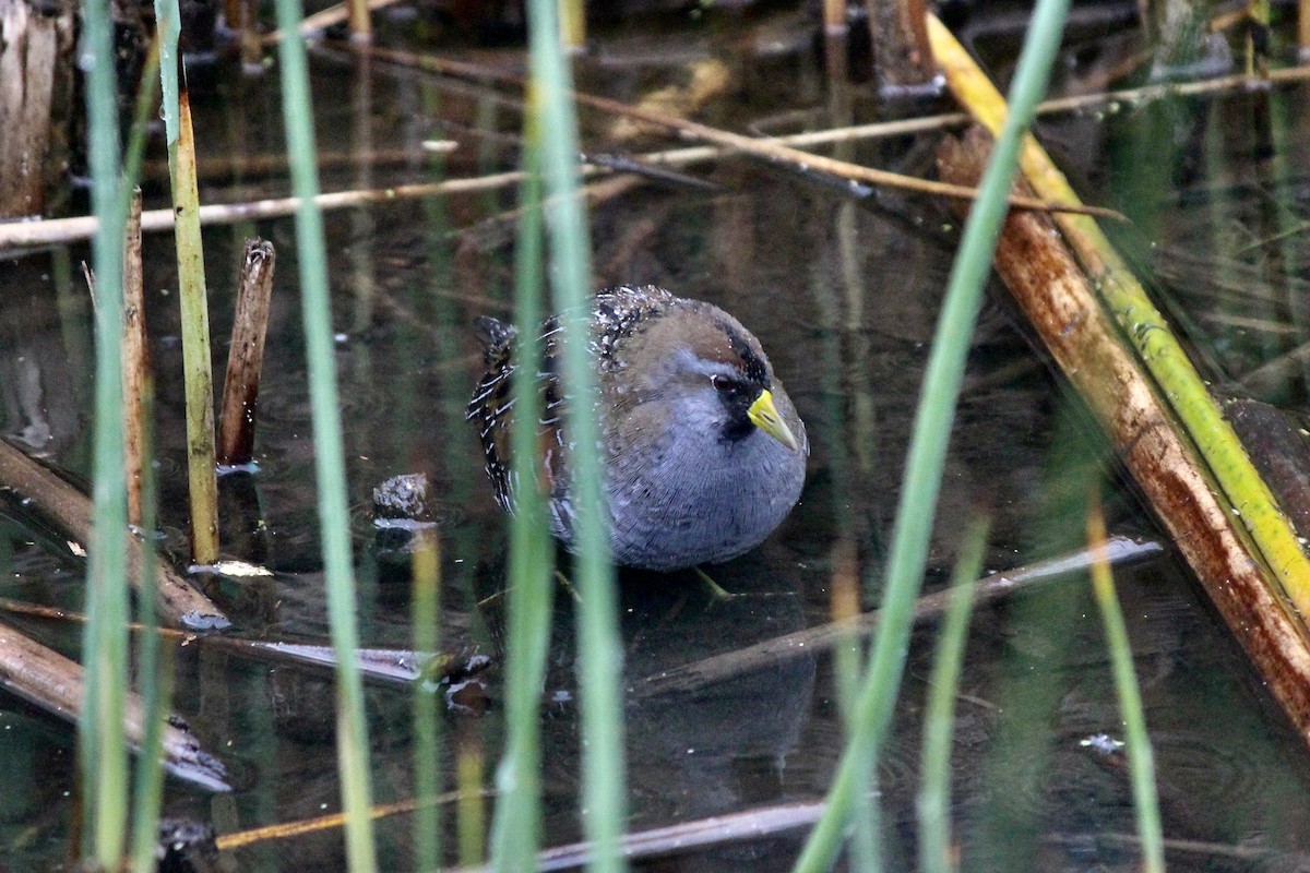 Polluela Sora - ML614972572