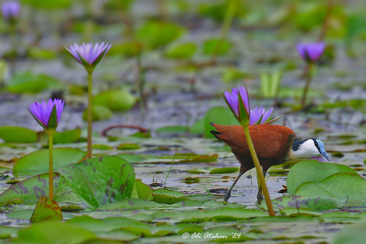 African Jacana - Ali Atahan