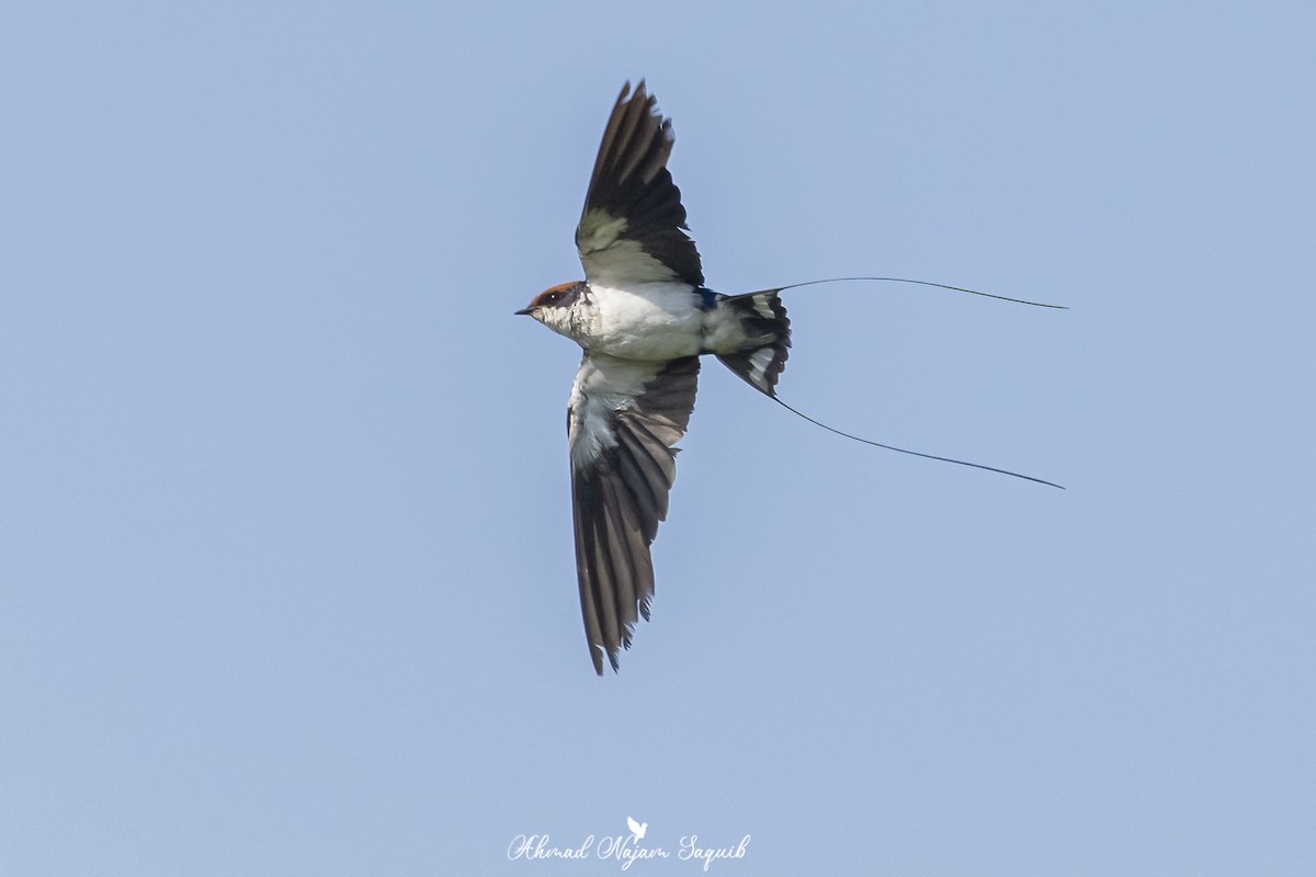 Wire-tailed Swallow - ML614972598