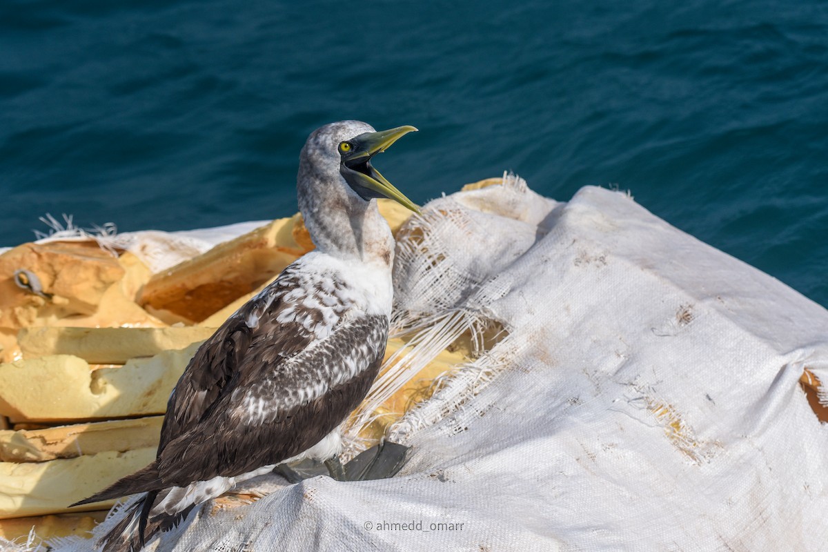 Masked Booby - ML614972604