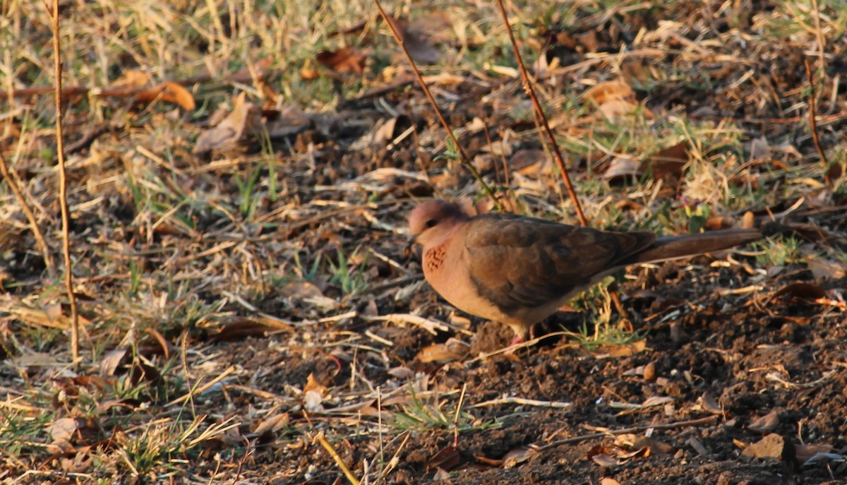 Laughing Dove - ML614972616