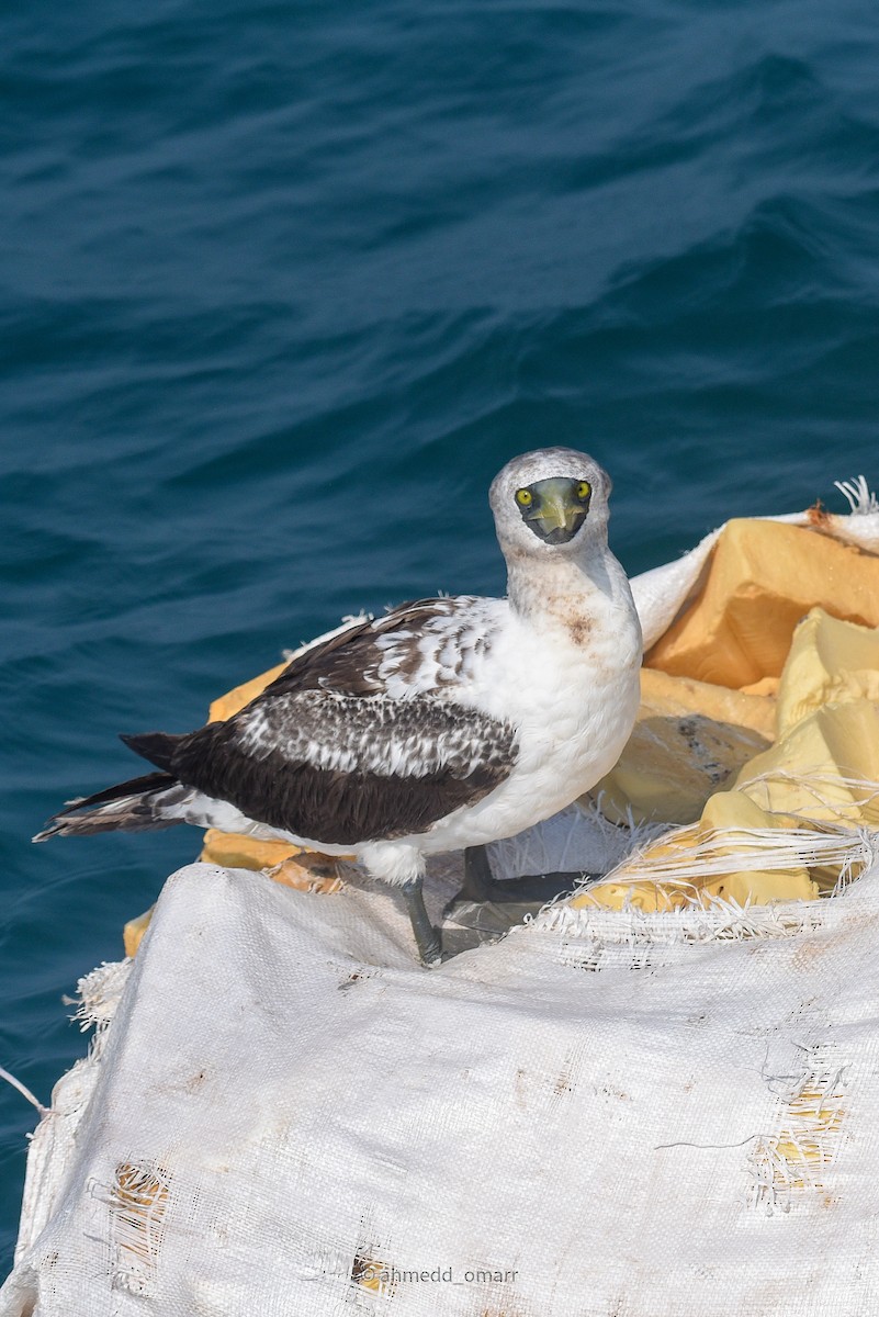 Masked Booby - ML614972618