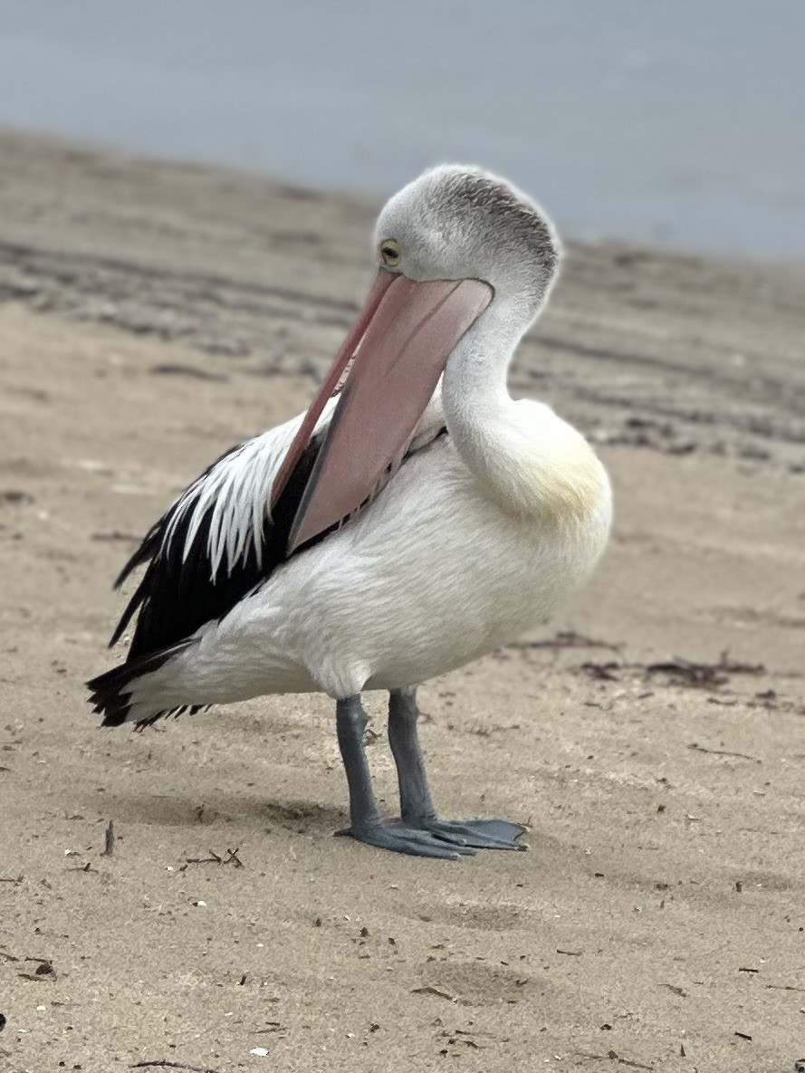 Australian Pelican - Sonia Patterson