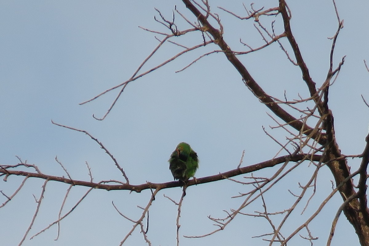 asian barbet sp. - ML614972685