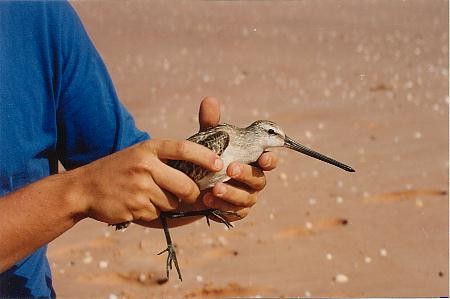 Asian Dowitcher - ML614972767