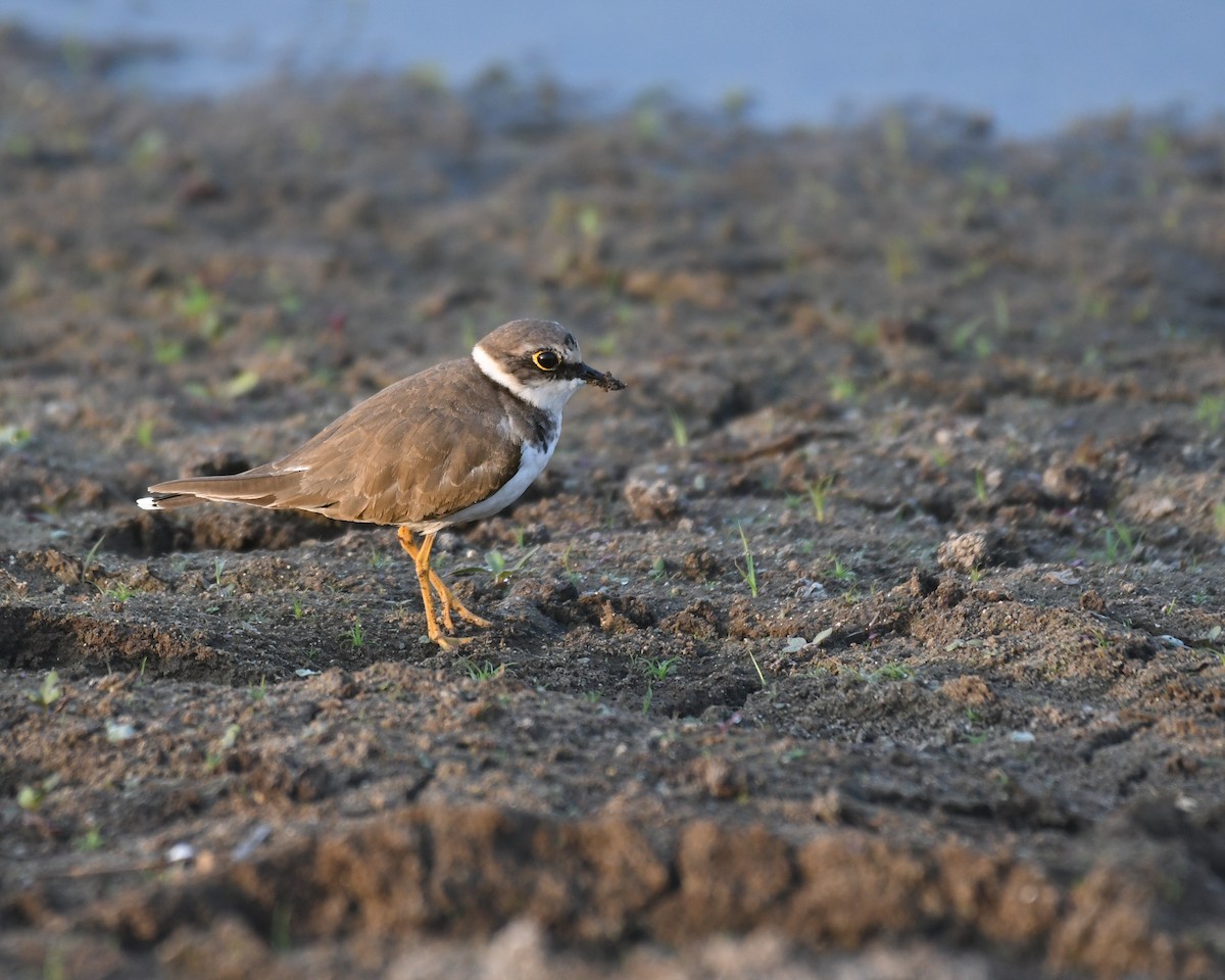 Little Ringed Plover - ML614972823